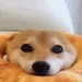 shibauwu