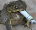 Toad