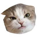 intenseangr intenseangr