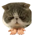 morepls