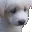 saddog saddog