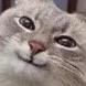 smugCat