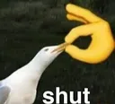 shut shut