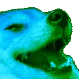 hadoge
