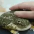 petfroge