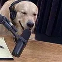 dog_interview
