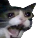 Catscream catscream Discord Emoji