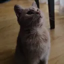 Marzipan3