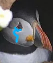 sad_puffin Discord Emoji