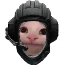 tankkatte2