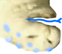 D2S_O_scREEb3