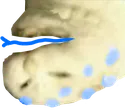D2S_O_scREEb4