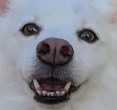 happydog