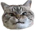 angrycat Discord Emoji