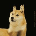 shiba Discord emoji