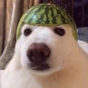 wmdoggo