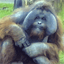 :Orangu1: Discord Emote