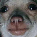 BP_cryingdog Discord Emoji