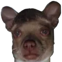 BP_cryingdog2 Discord Emoji