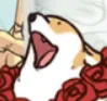 corgipog