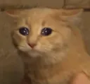 SCtellmeyourejoking SCtellmeyourejoking