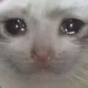 sadCat sadCat