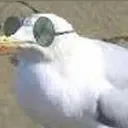 coolseagull