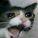 gatotriste gatotriste