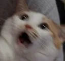 cat_scared