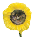 cocoflower