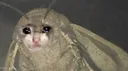 sadmoth sadmoth