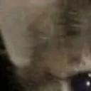 cat1