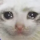 cryingcat cryingcat