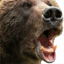 bearchamp