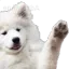 waveboi