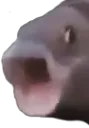 fish_pog fish_pog