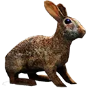 rabbit