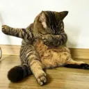 catFatPussydab Discord Emoji