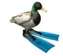 duckSpin duckSpin