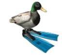 duckFast duckFast
