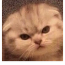 olinina Discord emoji