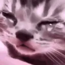 catcri