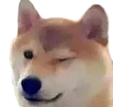 dawgwink dawgwink