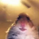 hampstir
