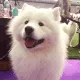 russia_dog russia_dog