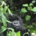 gorillachew gorillachew