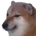 DogeCheems DogeCheems