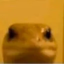baldlizard