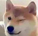 dogewink dogewink