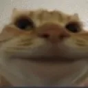 closecat